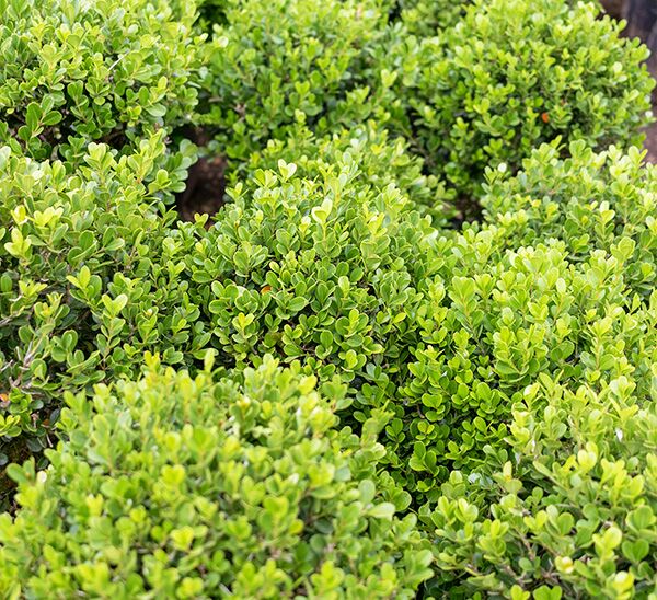 Multiple Faulkner Boxwood Shrubs