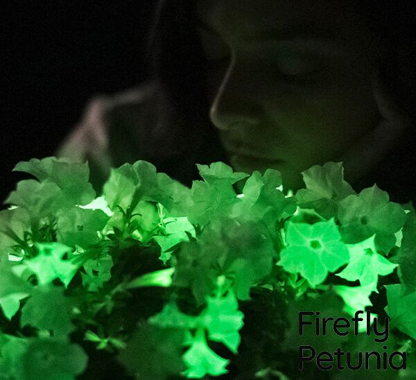 Firefly Petunia