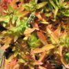 Campfire Crassula Photo 1