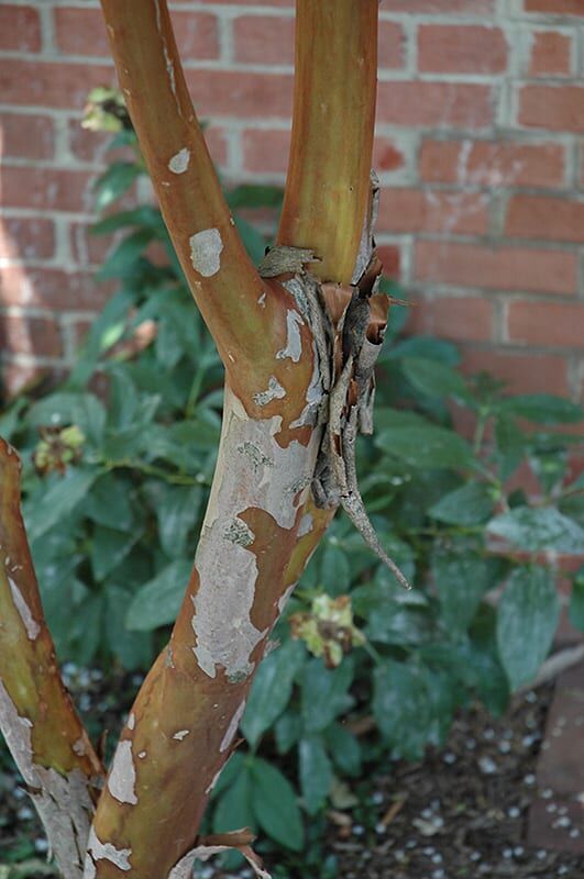 natchez crapemyrtle