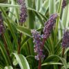 Variegata Lily Turf Photo 1