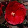 Midnight Marvel Hibiscus Photo 1