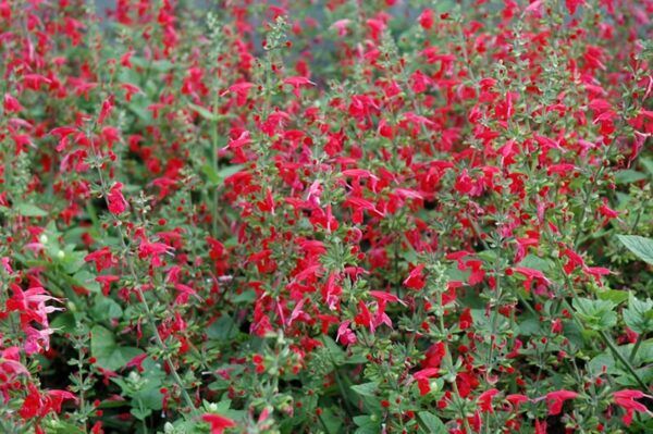 summer jewel red sage