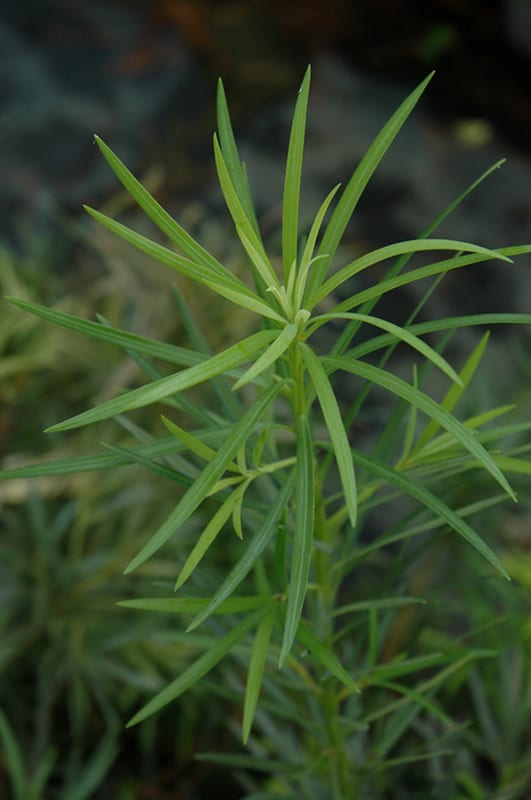 shrubby podocarpus