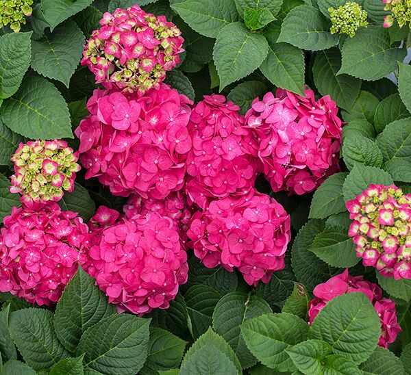 Summer Crush® Reblooming Hydrangea