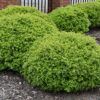 Dwarf Yaupon Holly Photo 1