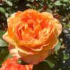 Rose Maui Sunrise Photo 1