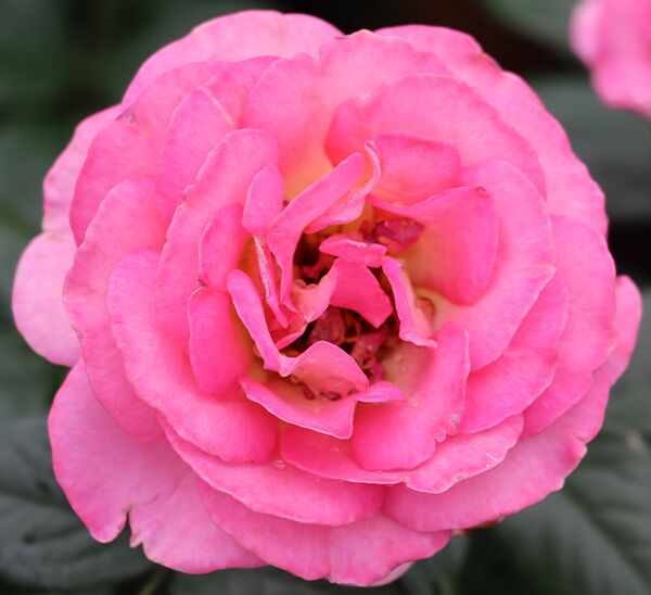 Julie Andrews Rose