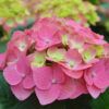 Summer Crush® Reblooming Hydrangea Photo 1