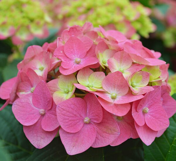 Summer Crush® Reblooming Hydrangea
