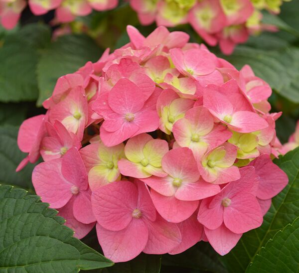 Summer Crush® Reblooming Hydrangea