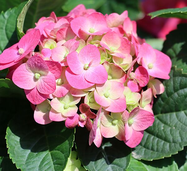 Summer Crush® Reblooming Hydrangea