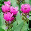 Summer Tulip Photo 1