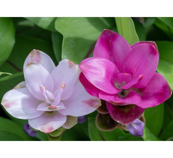 Summer Tulip