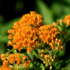 Milkweed Photo 1