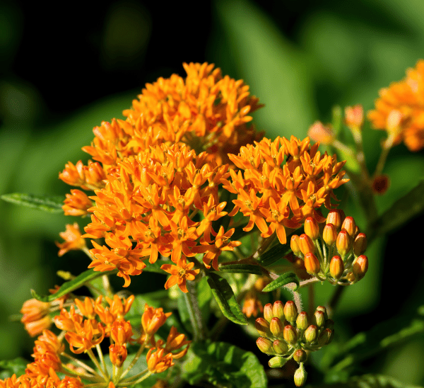 Milkweed Photo 1