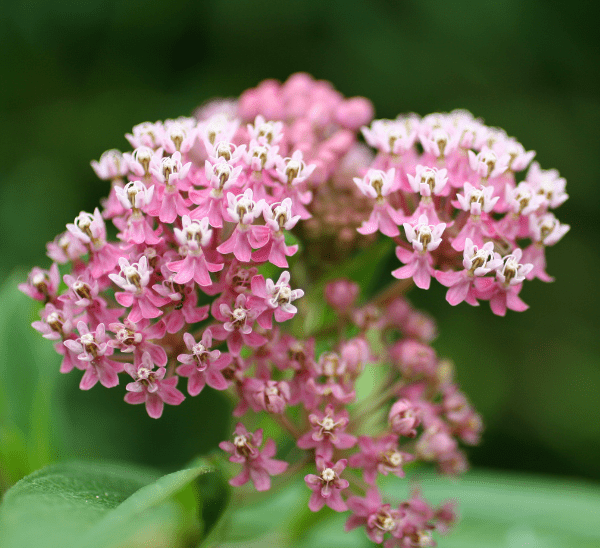 Milkweed