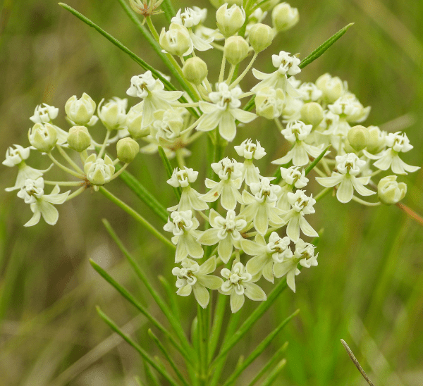 Milkweed
