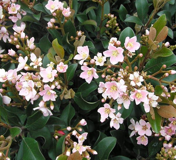 Dwarf Pink Indian Hawthorn Photo 1