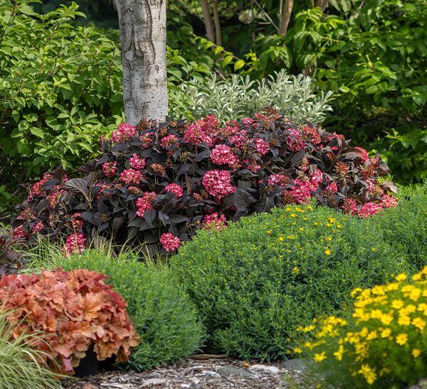 Eclipse Hydrangea