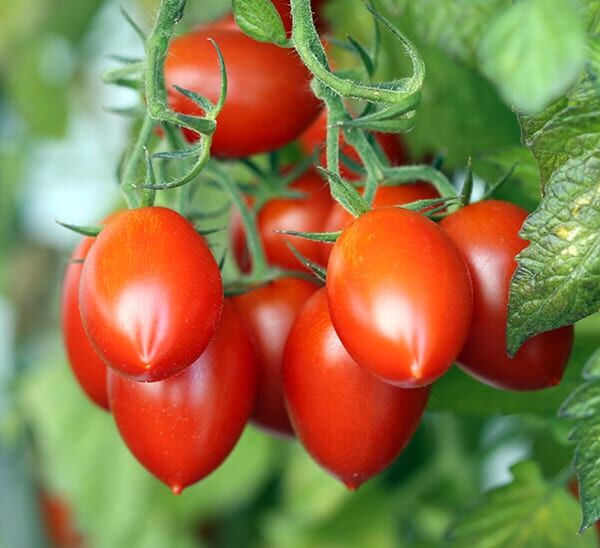 Tomato Starter Trio