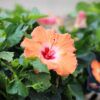 Tropical Hibiscus Photo 1