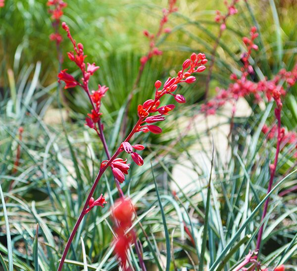 red yucca