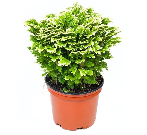 Selaginella Frosty