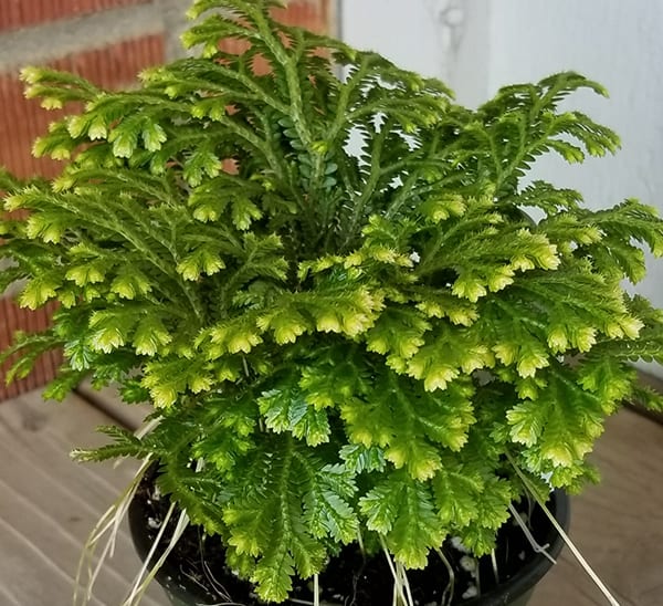 Selaginella Frosty Photo 1