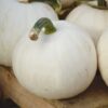 White Pie Photo 1