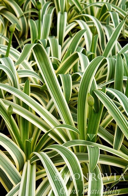 Sun Stripe® Agapanthus Photo 1