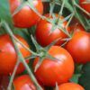 Tomato Starter Trio Photo 1