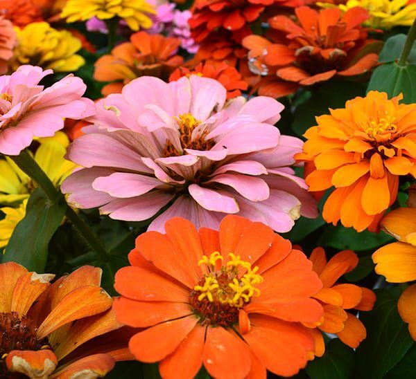 Zinnia Photo 1