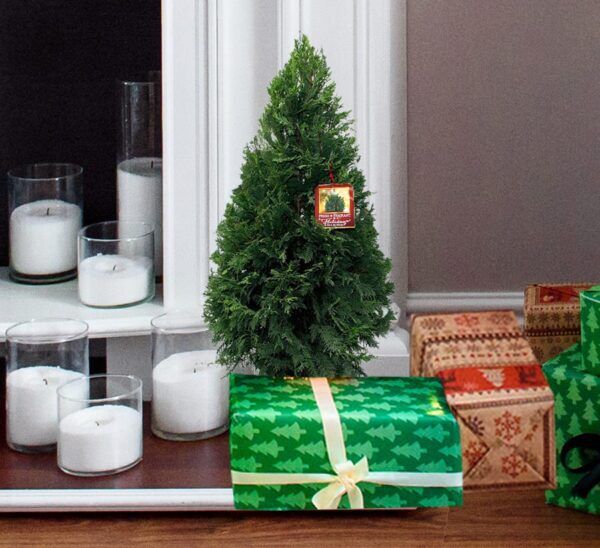 leyland cypress among christmas display in front of fireplace