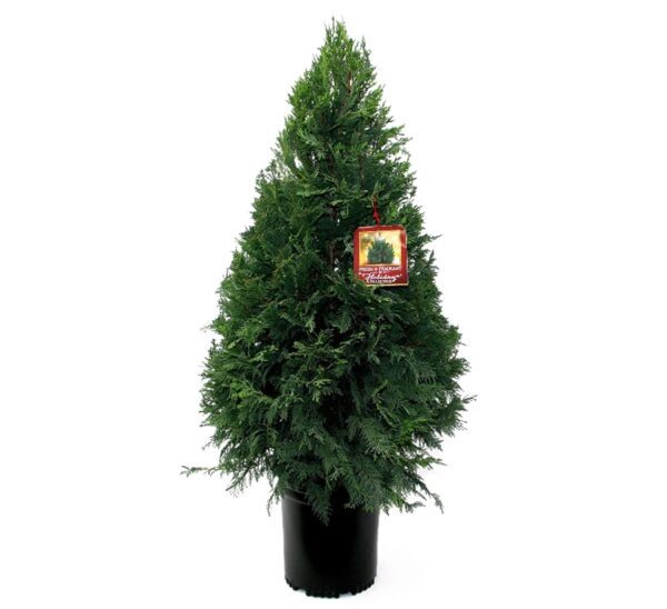 Leyland Cypress Tree 5 gallon for Christmas and Holidays