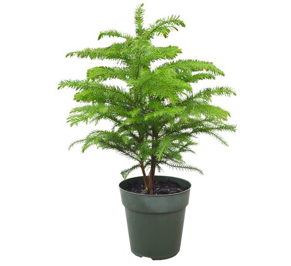 Norfolk Island Pine single plant