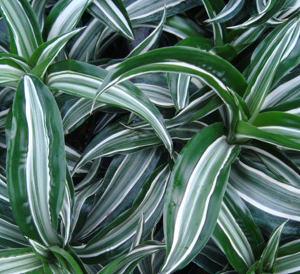 Dracaena Jade Jewel Photo 1