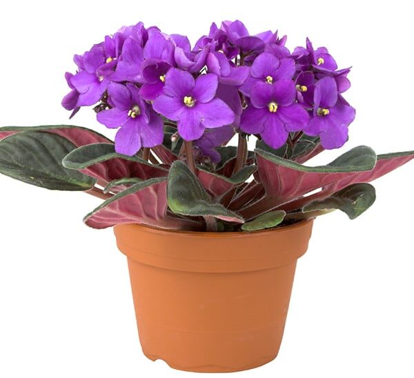 African Violet Photo 1