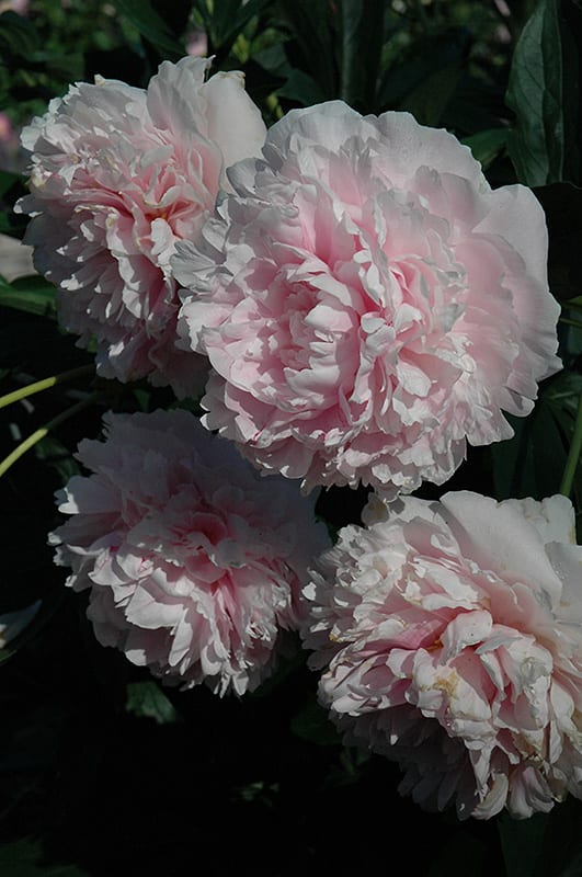 Sarah Bernhardt peony