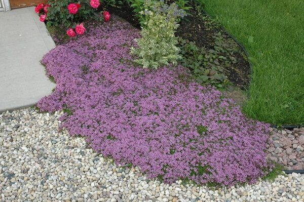red creeping thyme