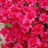 Hershey's Red Azalea Photo 1