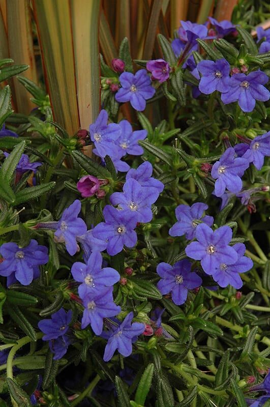 grace ward lithodora