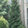 Japanese Yew Photo 1