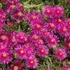 Purple Ice Plant Photo 1