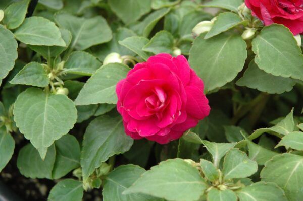 Fiesta Burgundy Double Impatiens
