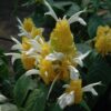 Golden Shrimp Plant Photo 1