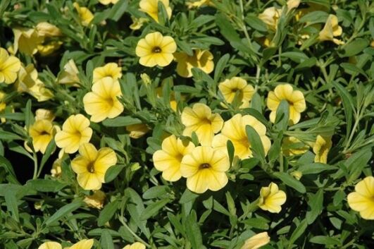 cabaret yellow calibrachoa