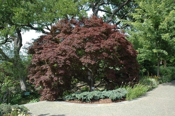 burgundy lace Japanese maple