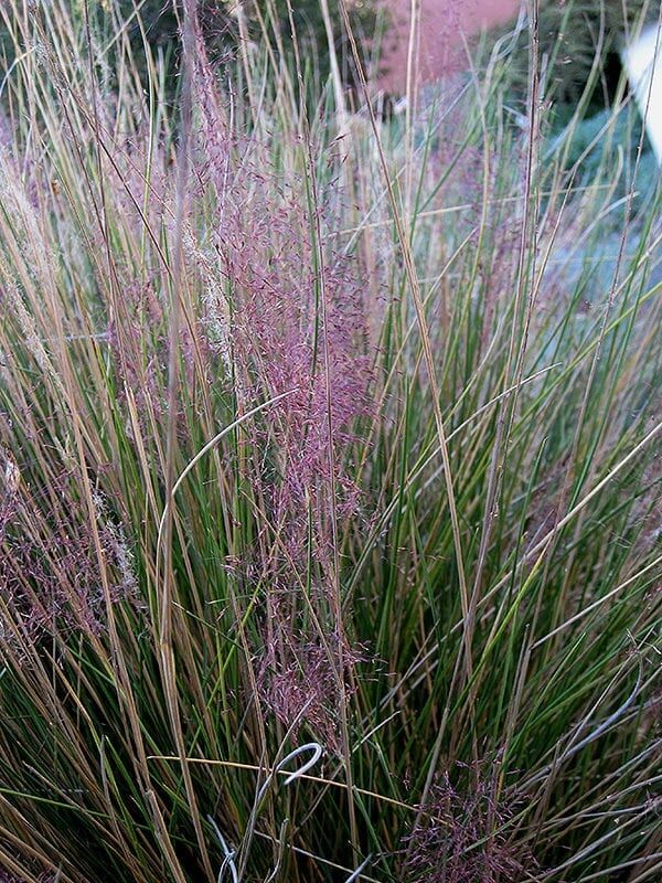 pink muhly grass