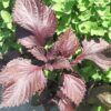 Purple Shiso Perilla Photo 1